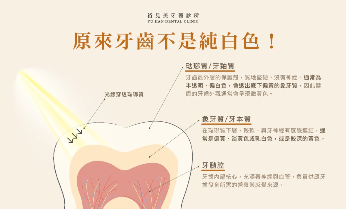 牙齒的顏色來自半透明牙釉質與乳黃色牙本質的疊加，健康牙齒天生偏乳白微黃而不是純白色